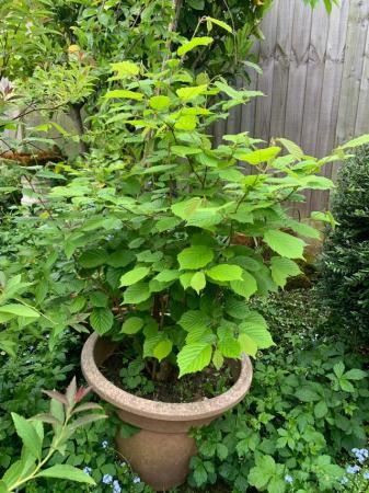 Image 3 of 50” high healthy Witch Hazel bush/plant in planter