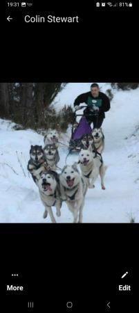 Image 6 of Husky pups, 5 boys left,