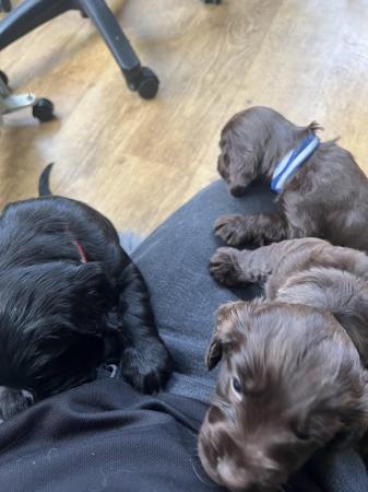 Image 9 of Cocker spaniel puppies for sale