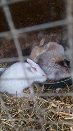 Image 3 of 8 week old french lop Rabbits.