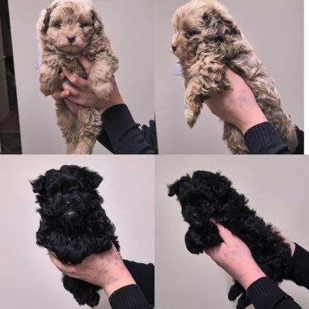 Merle & black POMAPOO puppies. Ready to reserve. for sale in Cheshire, England - Image 4