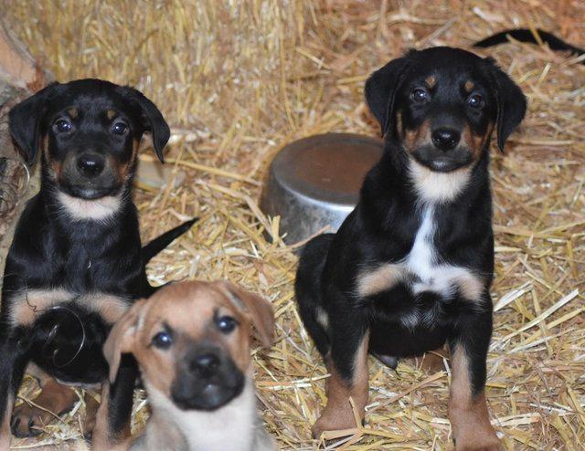 Huntaway puppies best sale for sale 2018