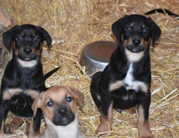 Image 4 of Huntaway Puppies for Sale. Ready to leave now!