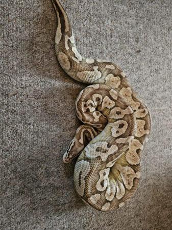 Image 5 of Beautiful royal pythons all for sale