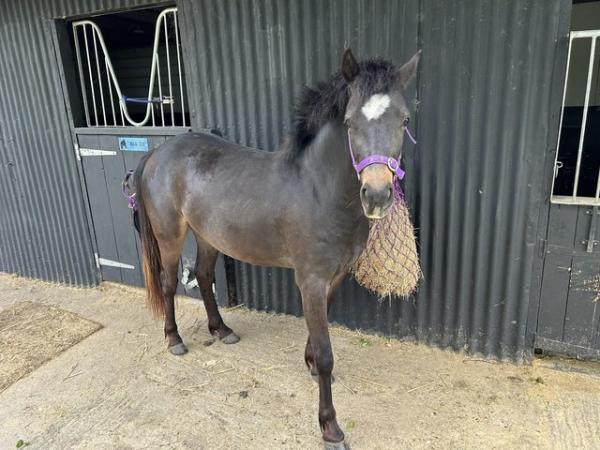 Image 1 of Stunning Bay Filly 2 Years Old 13.2hh