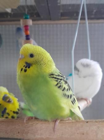 Image 5 of Baby budgies for sale, various colours available,  males an,