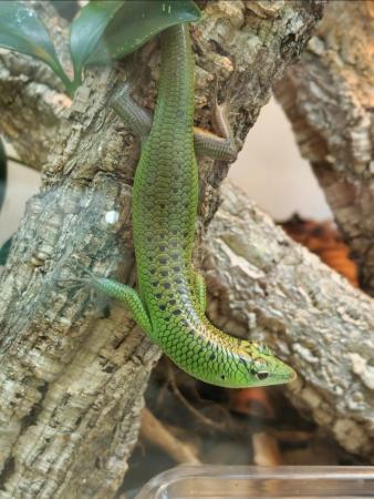 Image 4 of Emerald Tree Skink Males