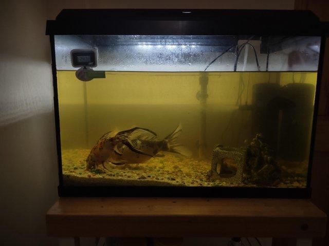 Preview of the first image of Fish with tank, heater, filter, ornaments, gravel and lid.