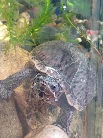 Image 1 of 3yr oldTurtle plus tank/ lights /heater and filter
