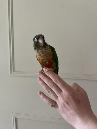 Image 5 of Yellow sided conure very tamed