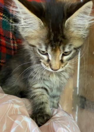Image 8 of Maine Coon Kittens. GCCF registered