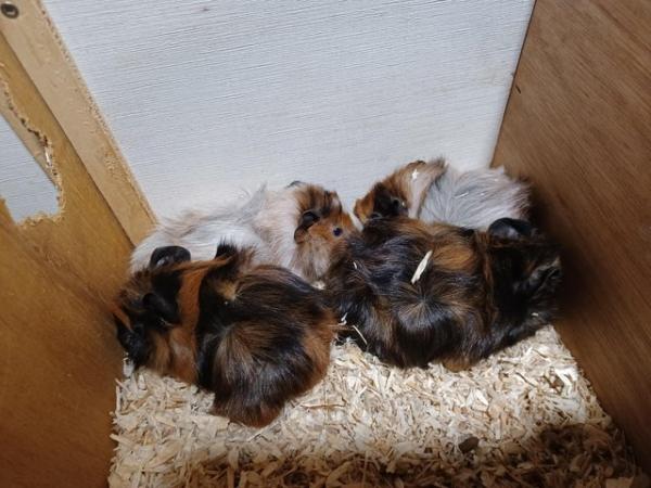 Image 2 of Baby guinea-pigs (Abyssinian and Teddy's)