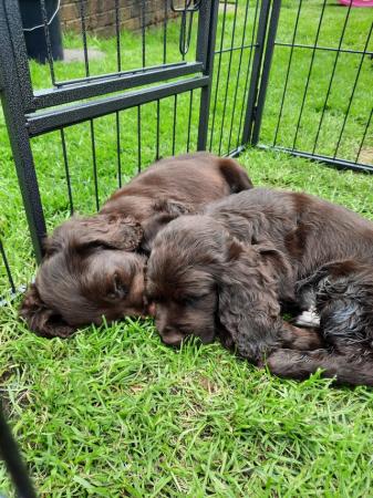 Image 6 of A gorgeous litter of 1 left chocolate cockers