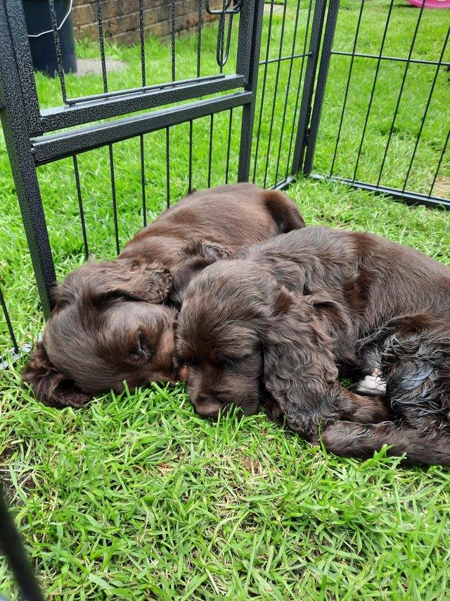 Preview of the first image of A gorgeous litter of 2 chocolate cockers.