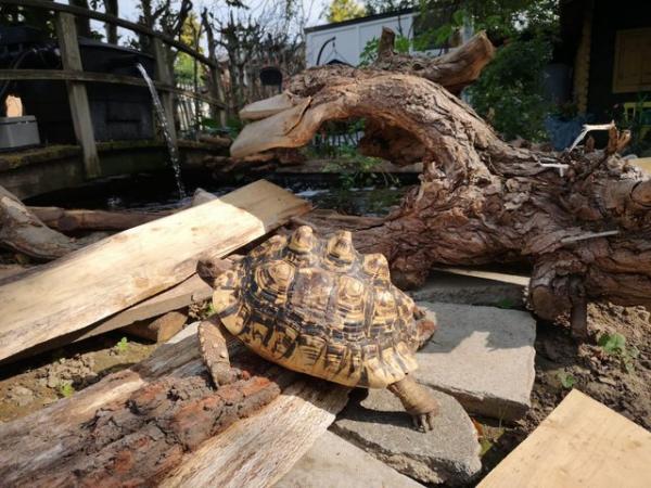 Image 2 of Tortoise rehoming nationwide