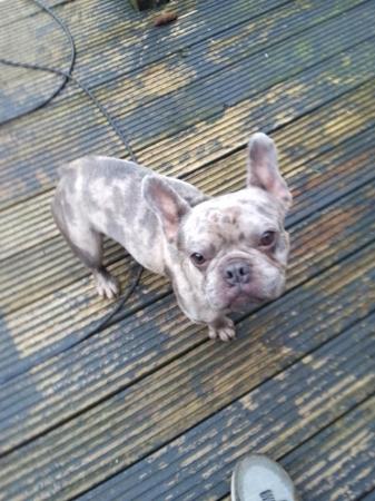 Image 2 of 22month old blue Merle french bulldog