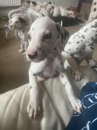 Image 3 of Ready to leave Dalmatian pups