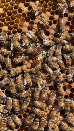 Image 10 of Langstroth Spring Bee Nucs 2024