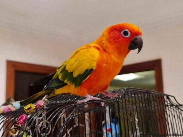 Image 2 of Sun Conure Parakeet Parrot Pet (4 years old)