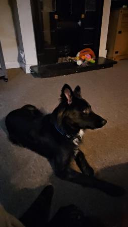 10 month old collie x german shepherd lovely dog for sale in Desborough, Northamptonshire