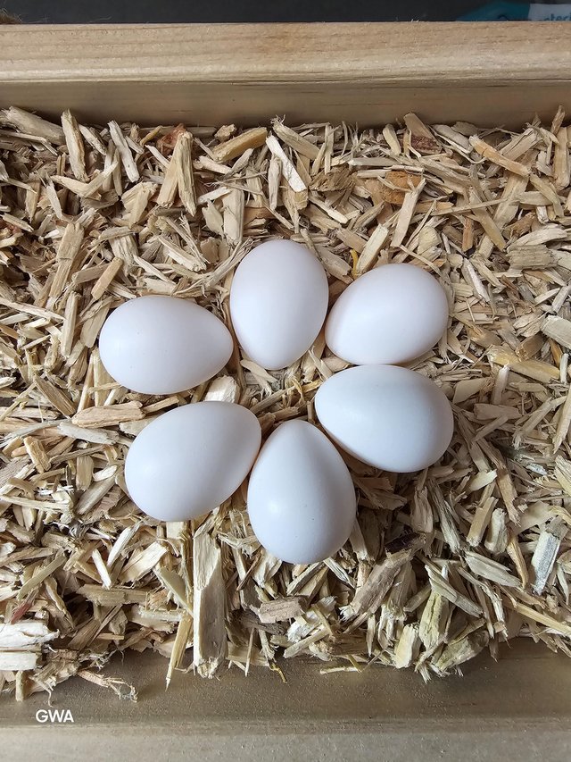 **MEARNS/MONTEZUMA QUAIL HATCHING EGGS**