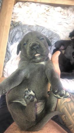 Image 4 of grand champion bloodlines cane corso pups. 10 weeks old.