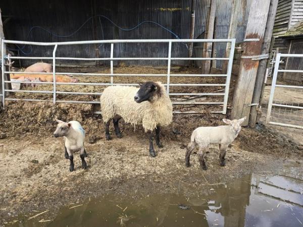 Image 2 of Suffolk Ewes with twins at foot