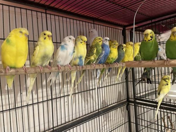 Image 7 of Young budgies for sale mixed colours