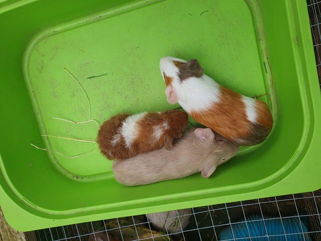 Preview of the first image of Male and female guinea pigs ready now.