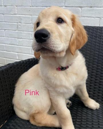 Image 10 of *READY NOW!! 2 Girls left! Gorgeous Golden Retriever Puppies