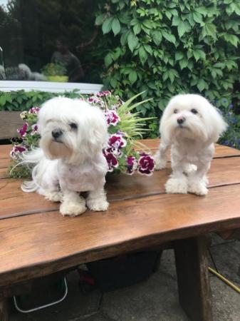 Image 1 of Two Maltese Female Puppies