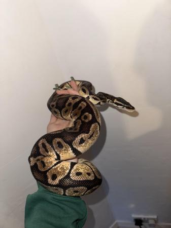 Image 2 of Ball python with full vivarium set up
