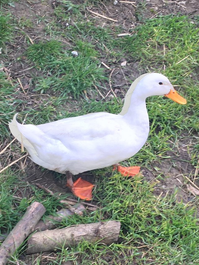 Preview of the first image of 1 year Runner Duck (Drake) for sale.