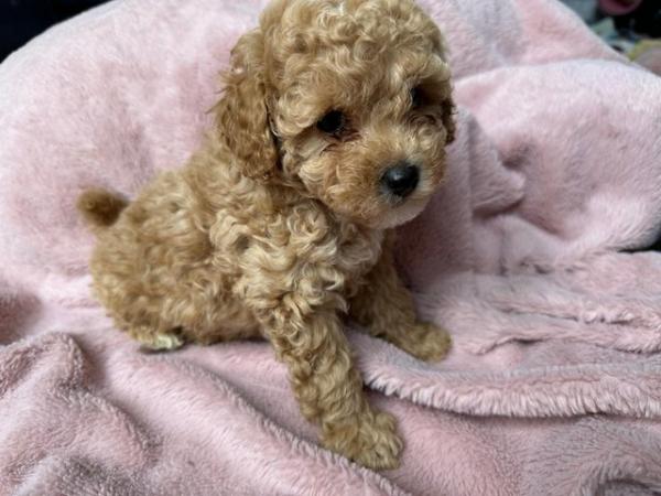 Image 13 of Stunning Red Maltipoo Puppies - ready today!
