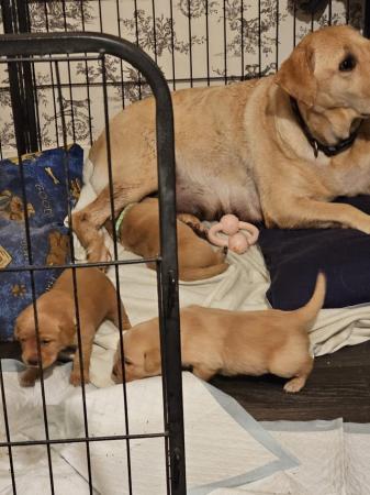 Image 5 of READY TO LEAVE NOW -chunky golden/ fox red labradors puppies