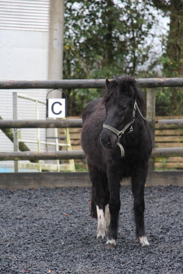 Preview of the first image of 2 year old black dartmoor hill pony gelding.