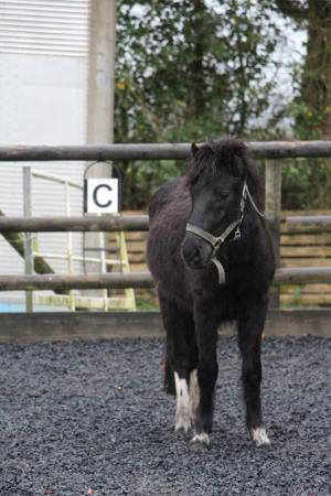 Image 1 of 2 year old black dartmoor hill pony gelding