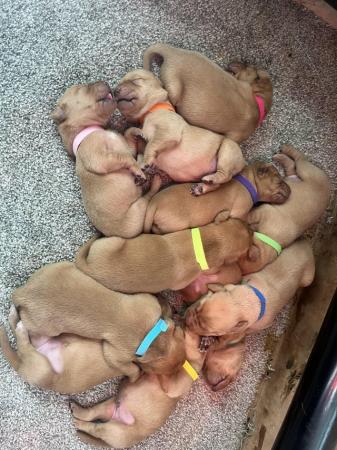 Image 5 of READY TO LEAVE TOMORROW Fox red KC Labrador puppies