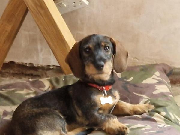 Image 1 of Miniature dachshund female pup