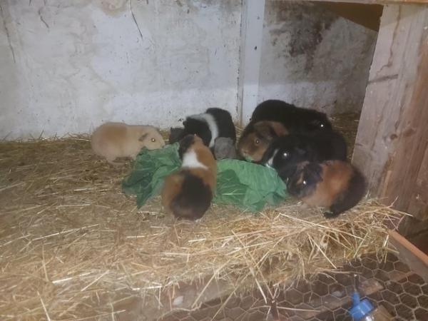Image 1 of 3 beautiful  Teddy  guinea  pigs