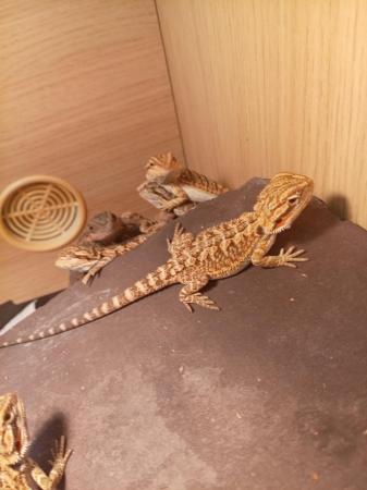 Image 2 of Bearded dragons 6 weeks old