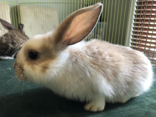 Image 6 of Netherland dwarf X mini lop bunny’s