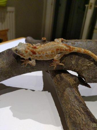 Image 2 of Unsexed CB 2021 Red Reticulated Gargoyle Gecko