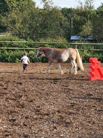 Image 1 of Lead rein Welsh section A Eye catching strawberry roan 11.2