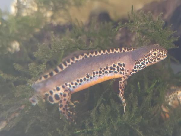 Image 3 of (SOLD) 3X ALPINE NEWTS (Apuanus) adults (SOLD)