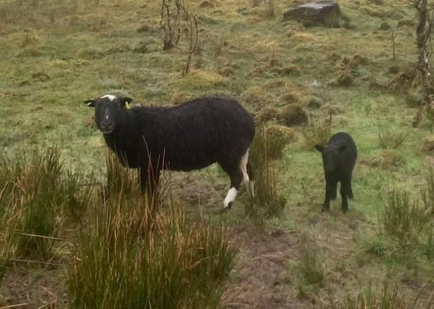 Image 2 of 2x Balwen Ewe with ewe lamb at foot