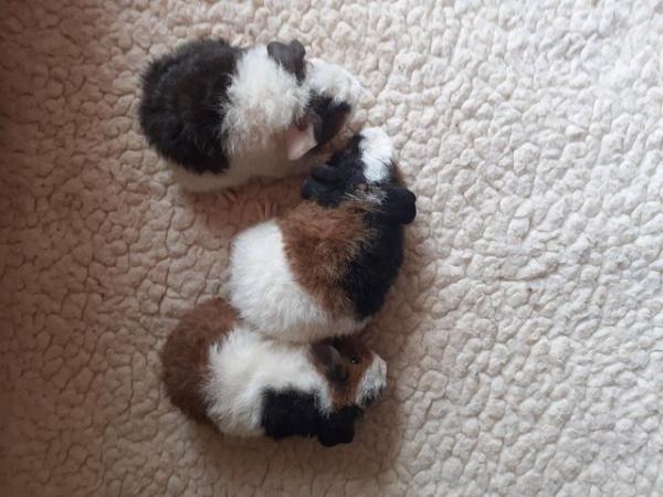 Image 11 of BEAUTIFUL BABY BOYS AND GIRL GUINEA PIGS