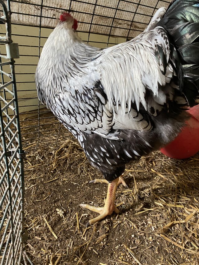 Preview of the first image of Silver Laced Wyandotte Cockerel.