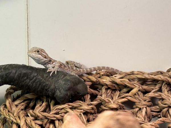 Image 8 of Bearded dragons for sale