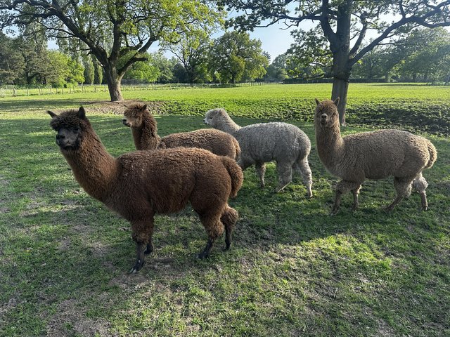 Preview of the first image of Alpacas 3x males.2 years old.